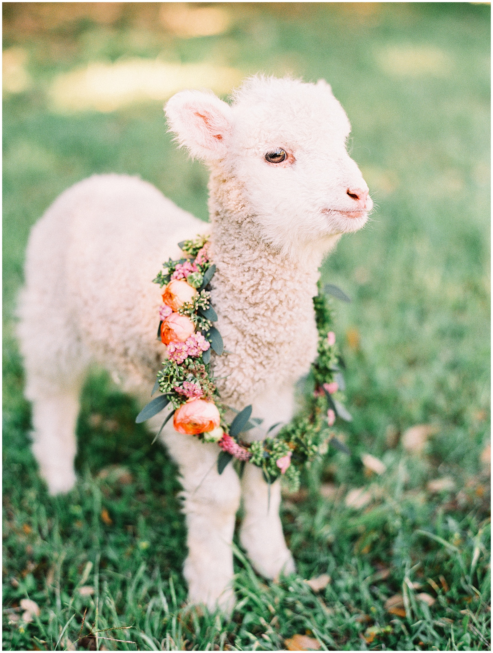 sweet springtime lamb bridal session
