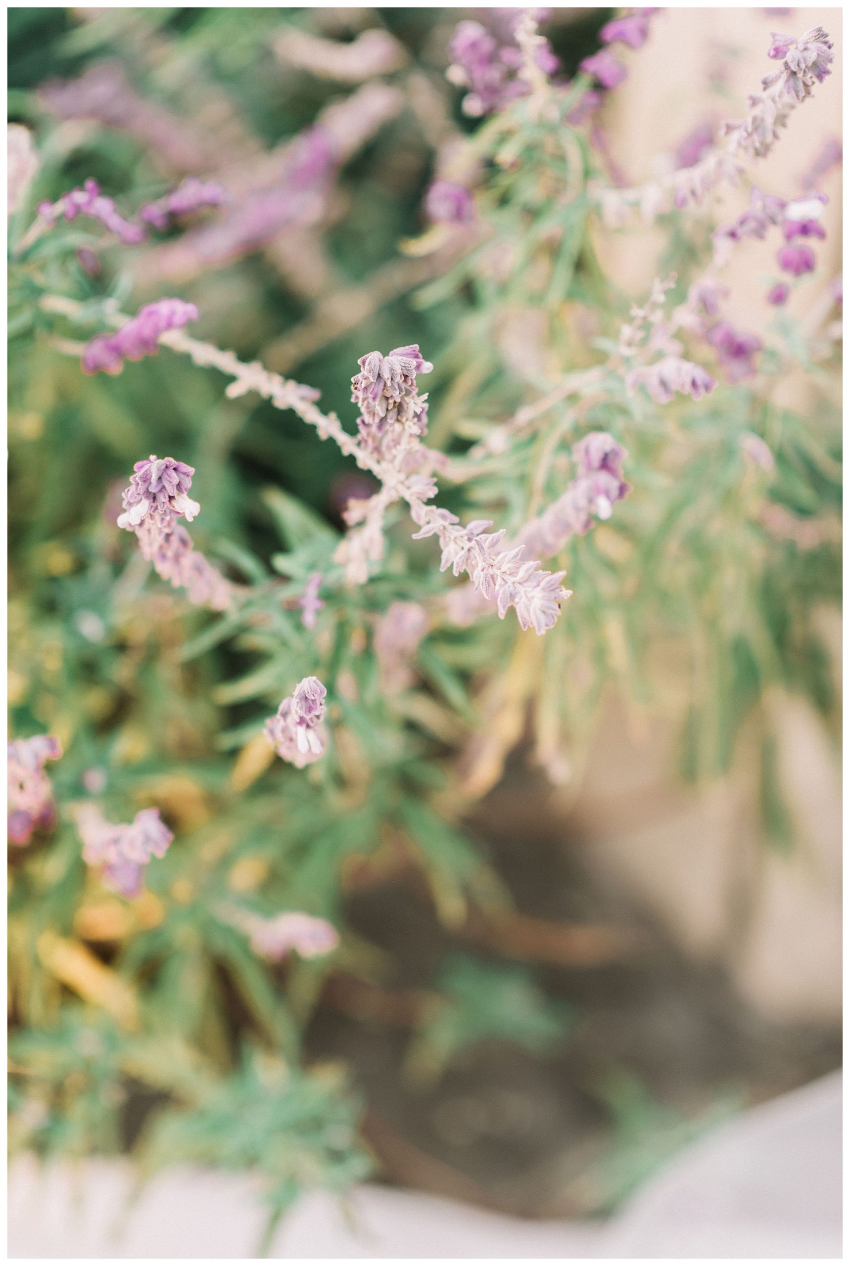 Dallas Arboretum lavender